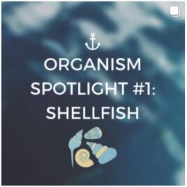 Organism Spotlight #1: Shellfish