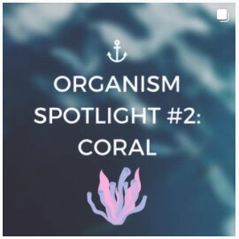 Organism Spotlight #2: Coral