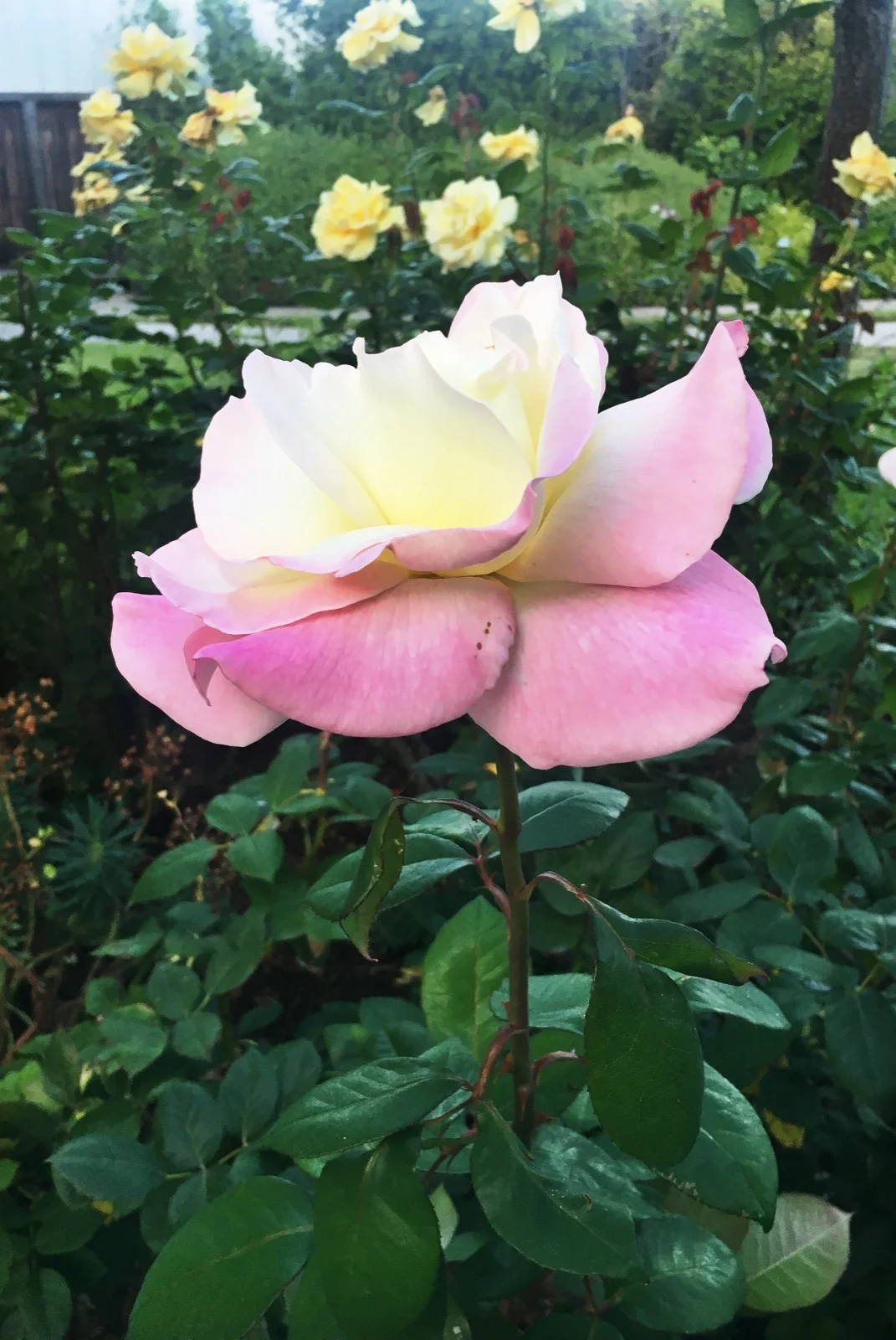 Words From My Mother: Too Much