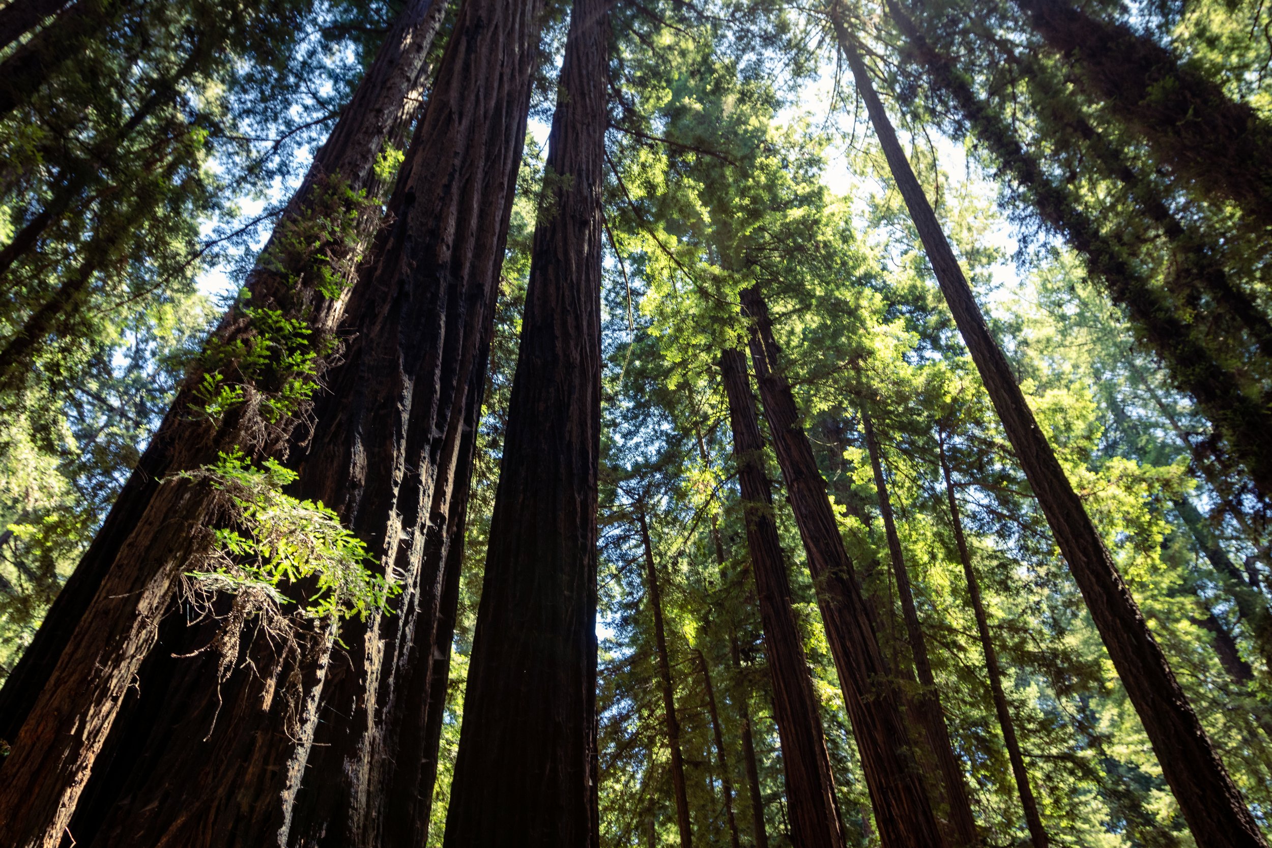 Redwoods