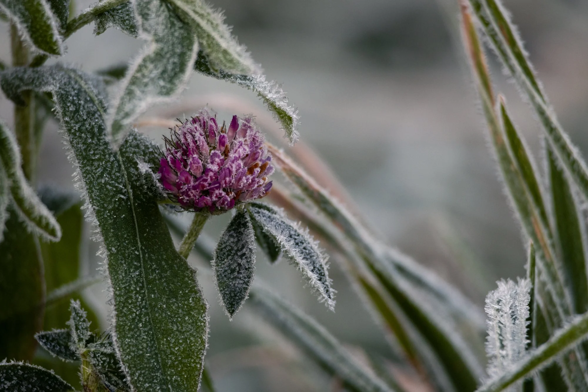 AKOCH-8816.jpg