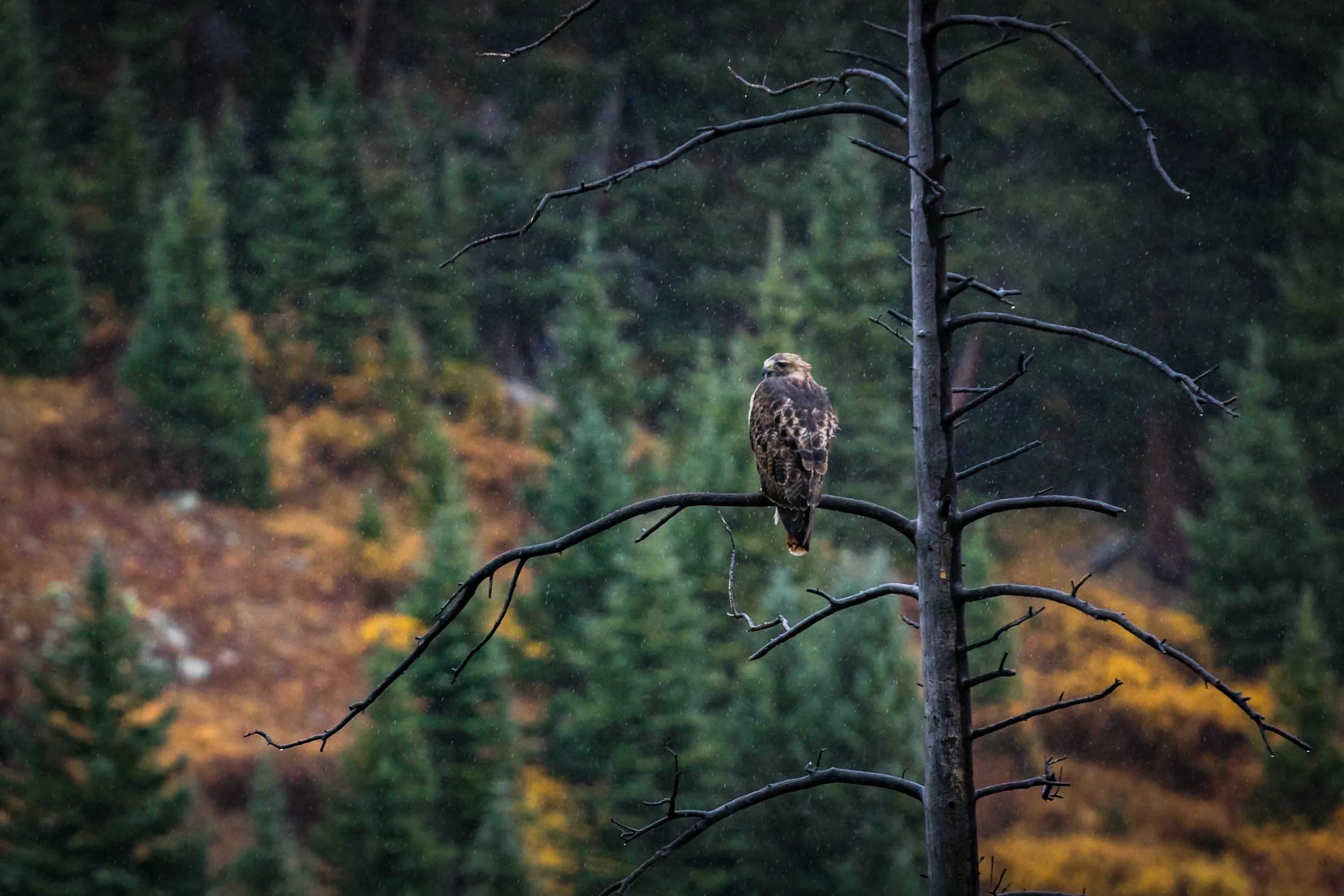 AKOCH_181002__MG_3301.jpg