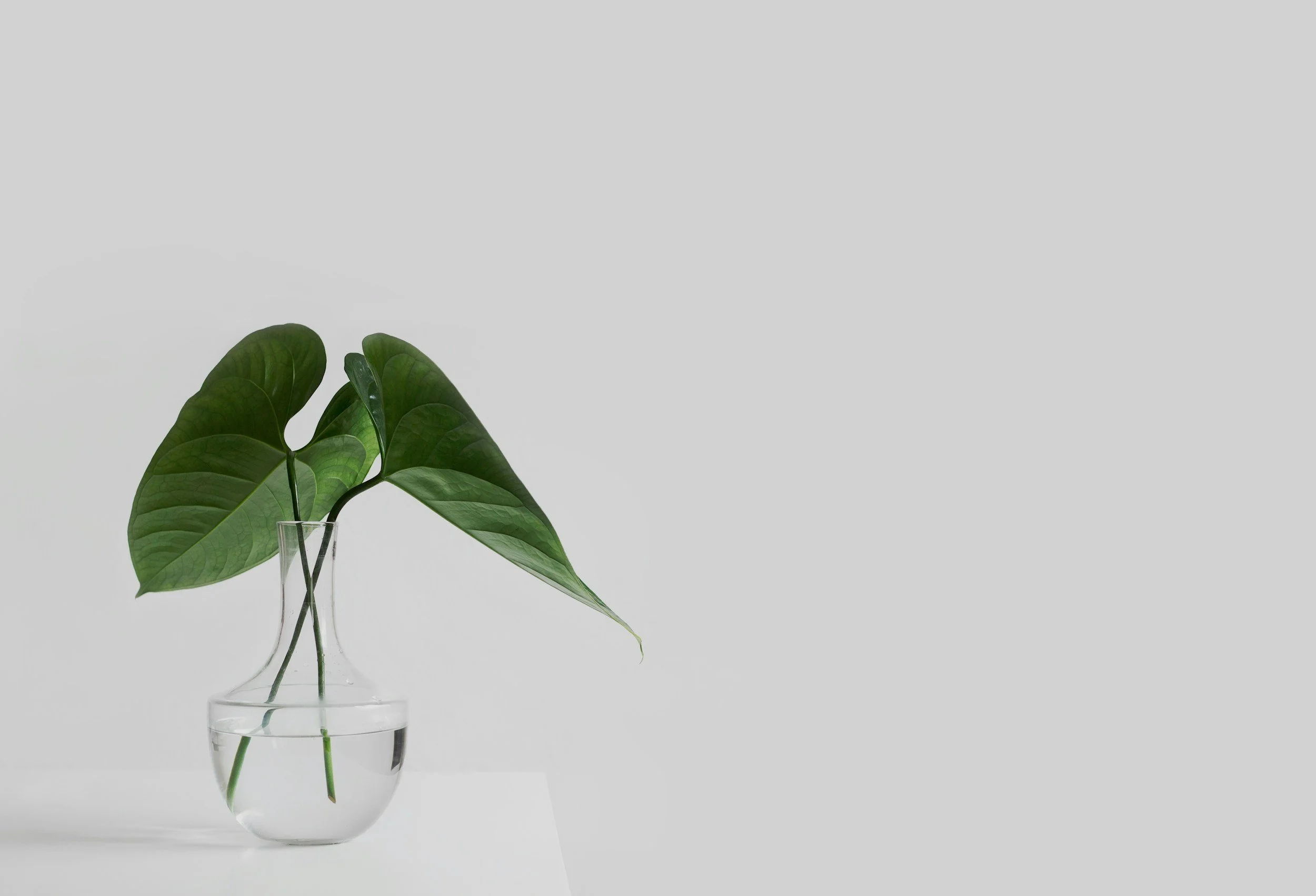 unsplash-image-x2Tmfd1-SgA.jpg