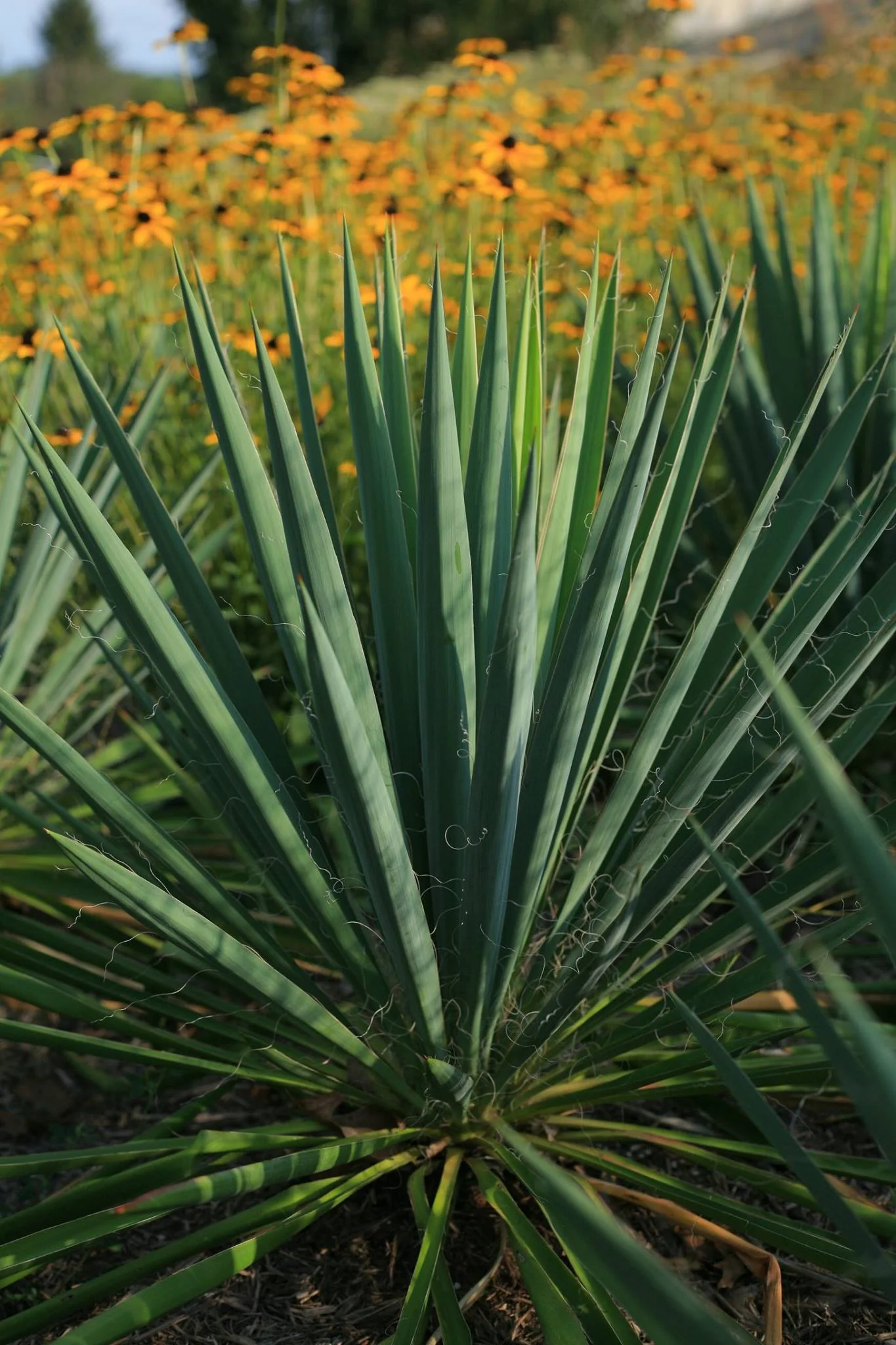 Yucca.jpg