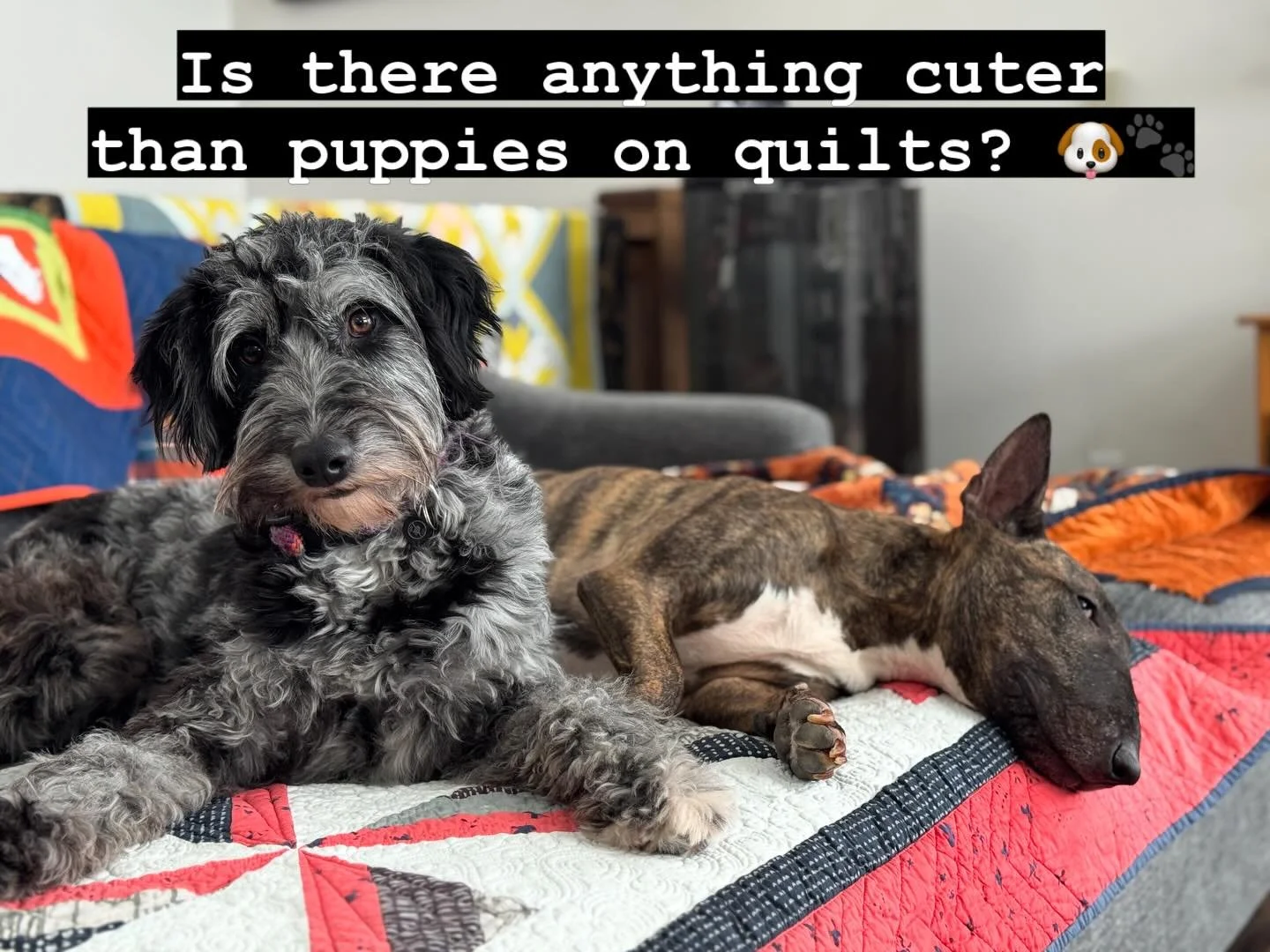 Happy Wednesday Quilters! It&rsquo;s the middle of the week and I figured we could all use some cuteness in our feeds so&hellip; here you are! 😝 

These are my two furry goobers: Kora (left) and Nyx (right) 
(Kora is a poodle/aussie mix and Nyx is a