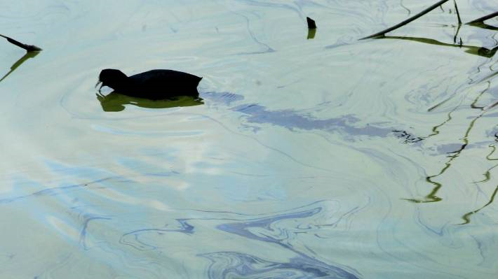 (Photo credit: Bruce Mercer – Stuff.co.nz )