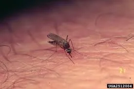 Let's Talk About Bugs