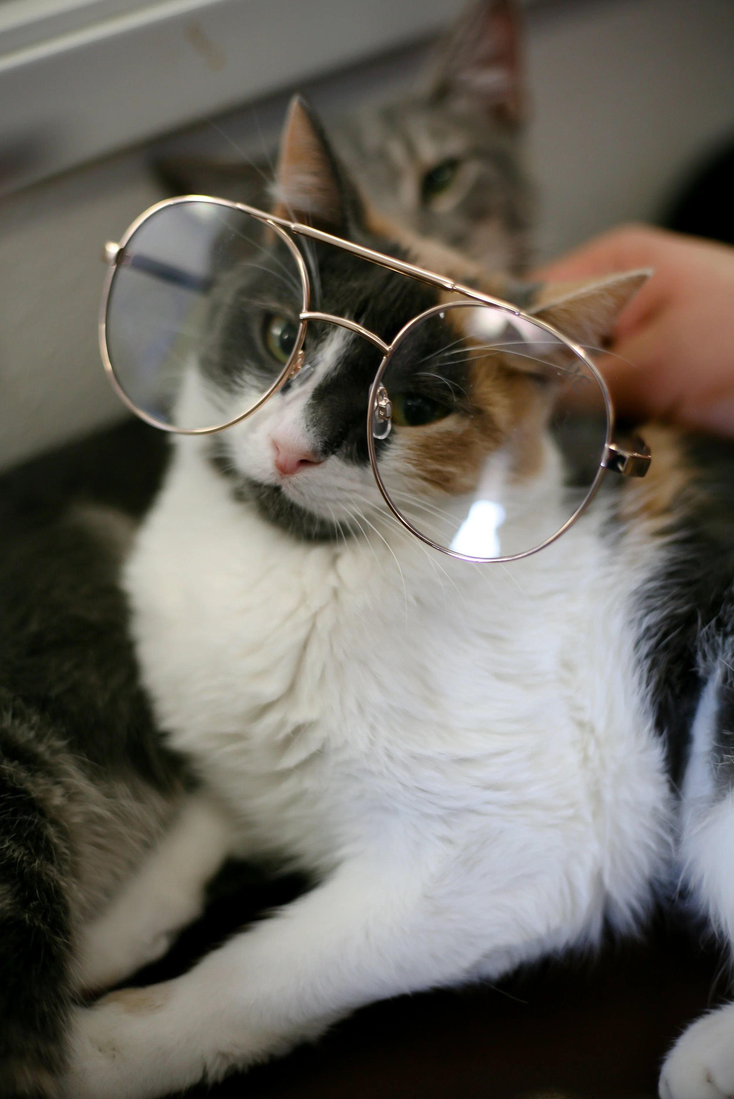 Pets-45.jpg