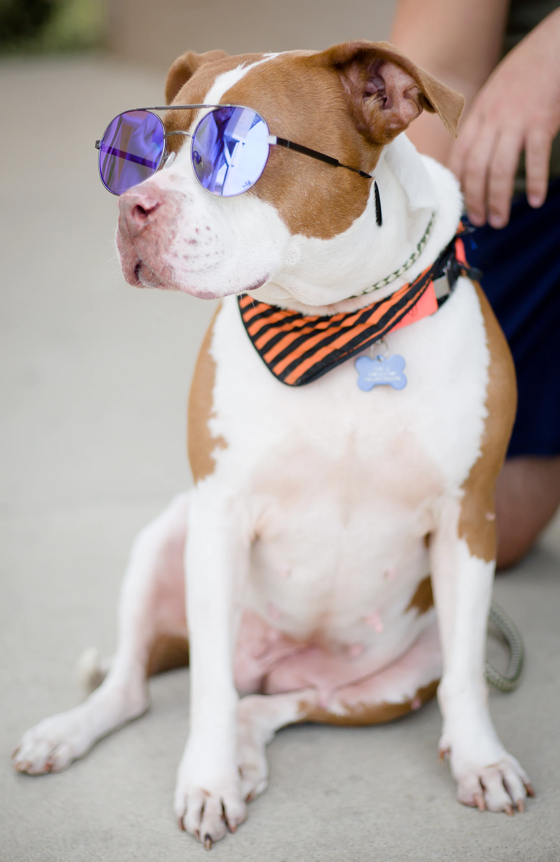 Pets-26.jpg