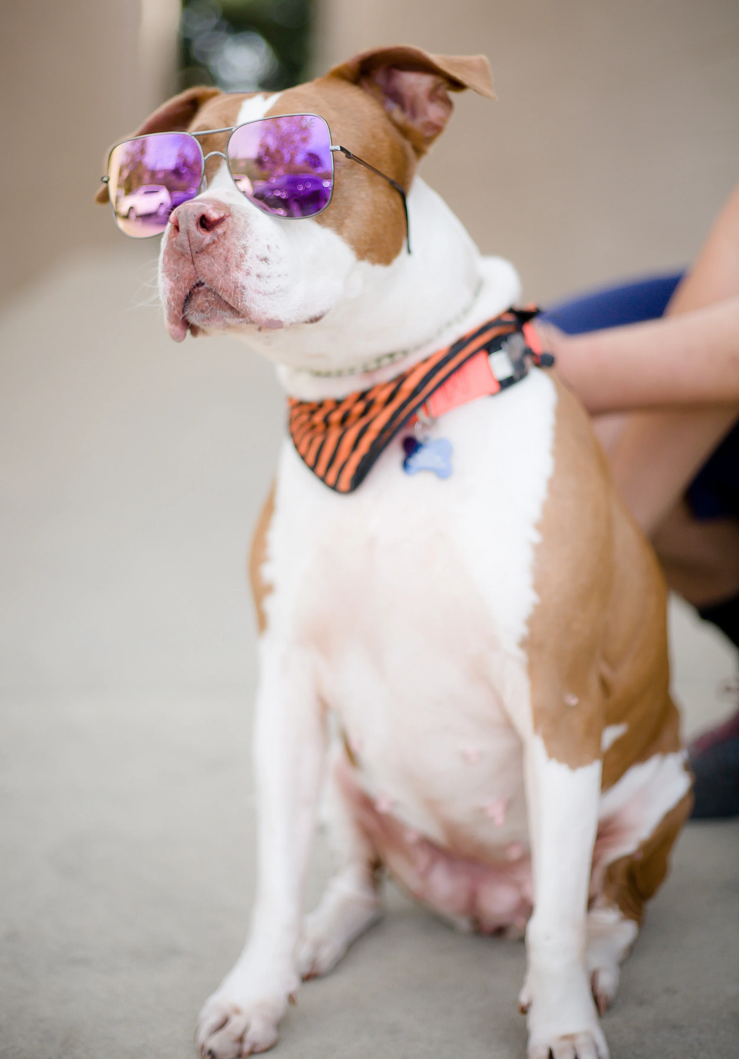 Pets-22.jpg