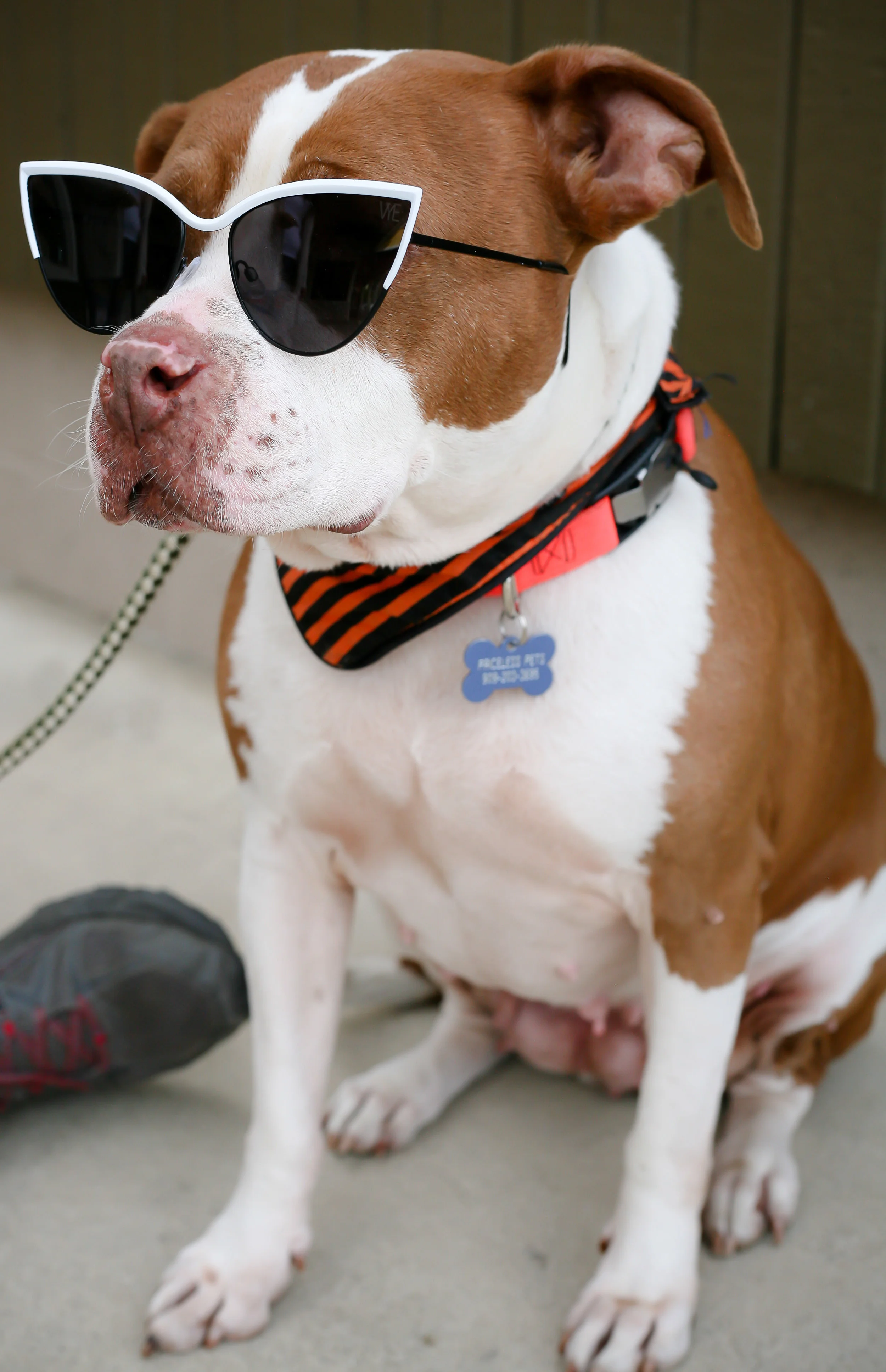 Pets-41.jpg