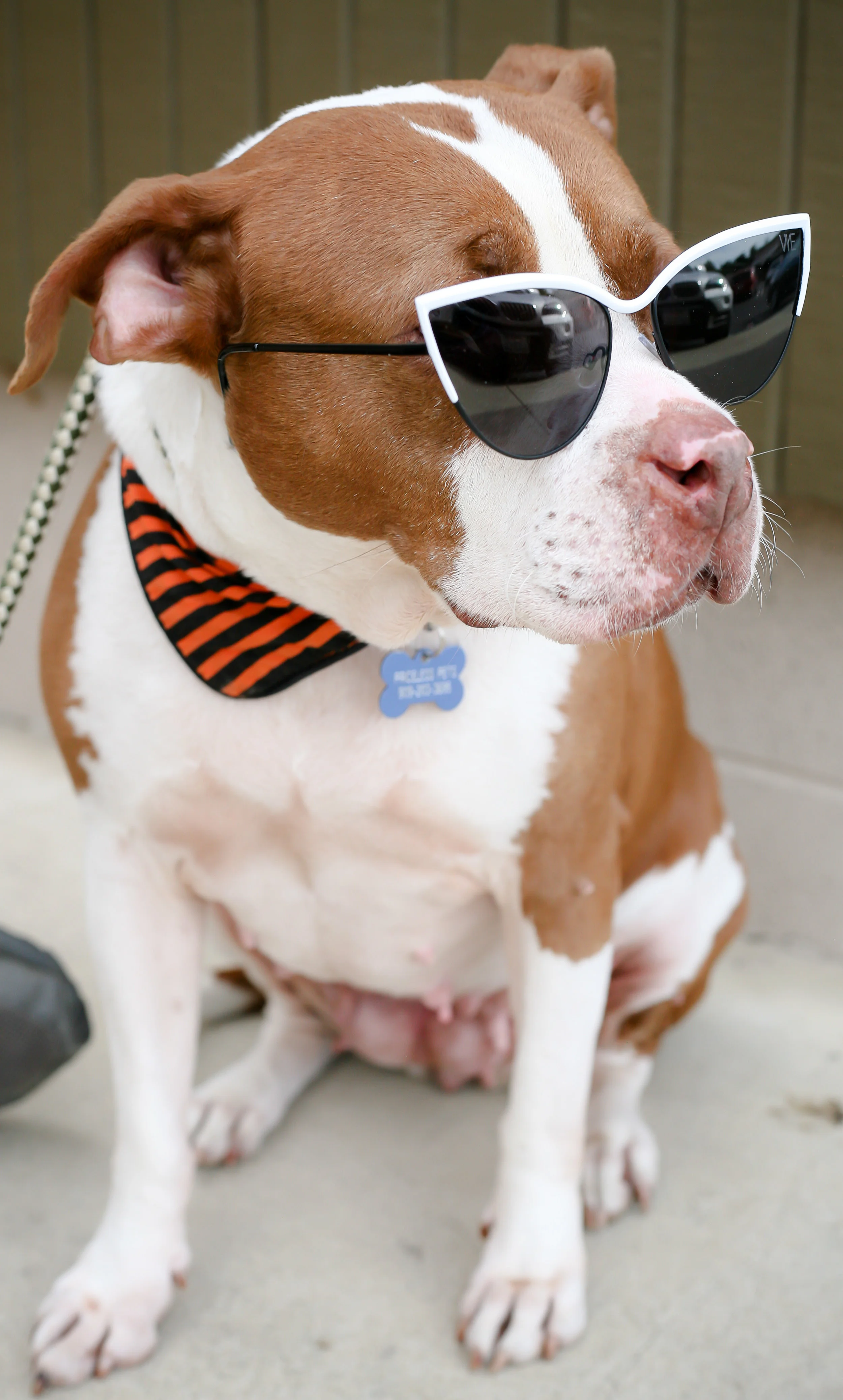 Pets-42.jpg