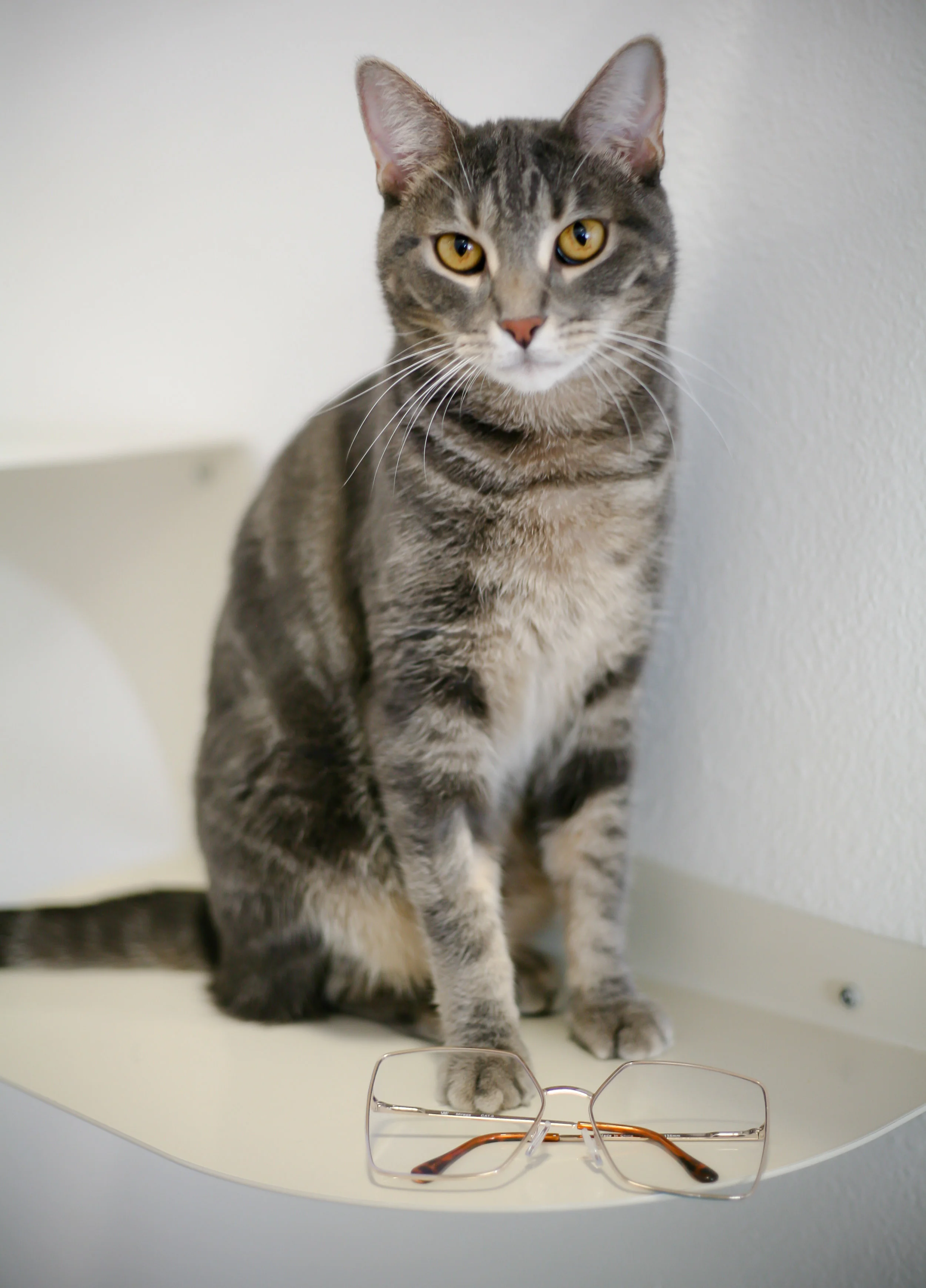 Pets-48.jpg