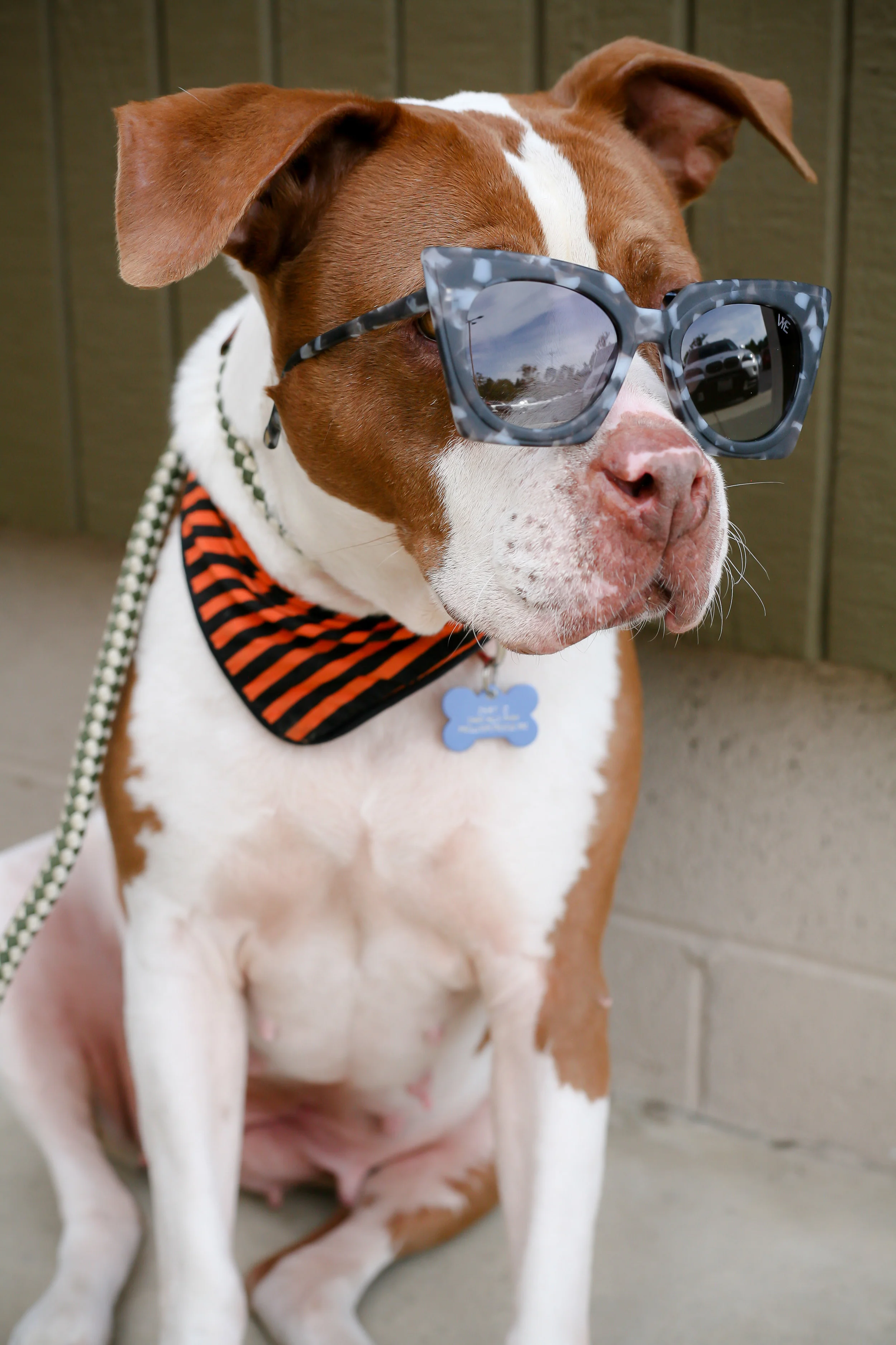 Pets-39.jpg