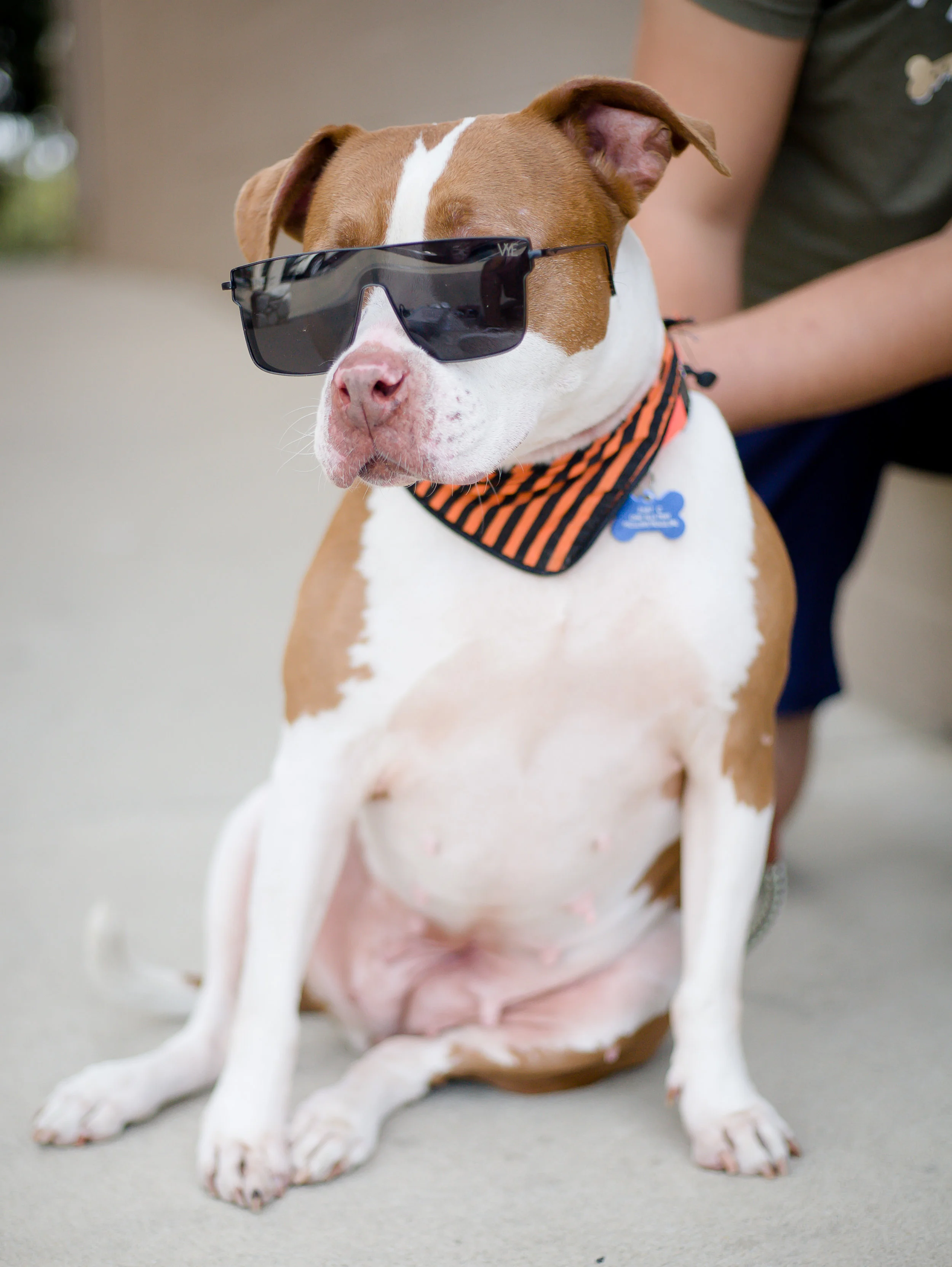 Pets-23.jpg