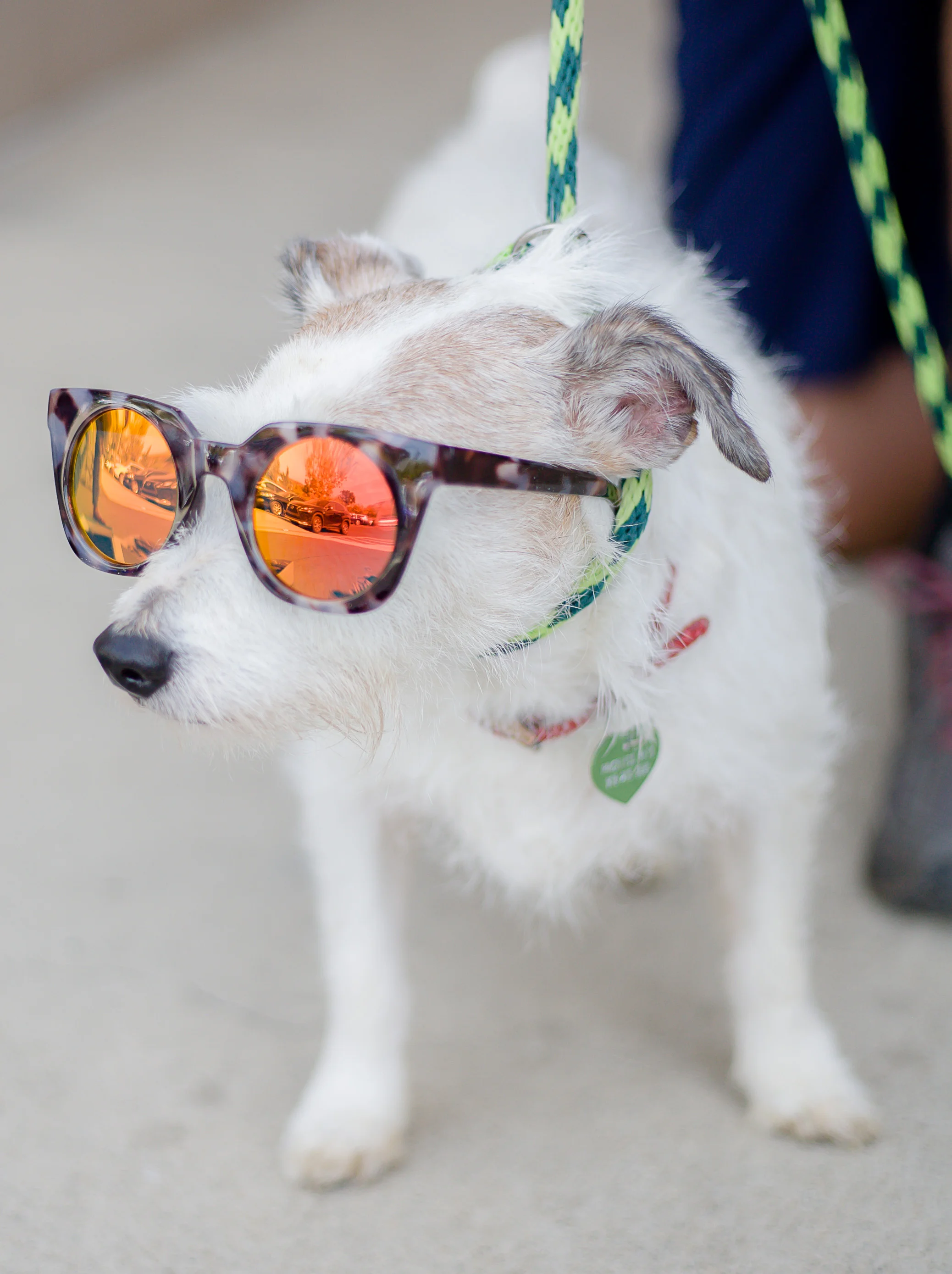 Pets-12.jpg