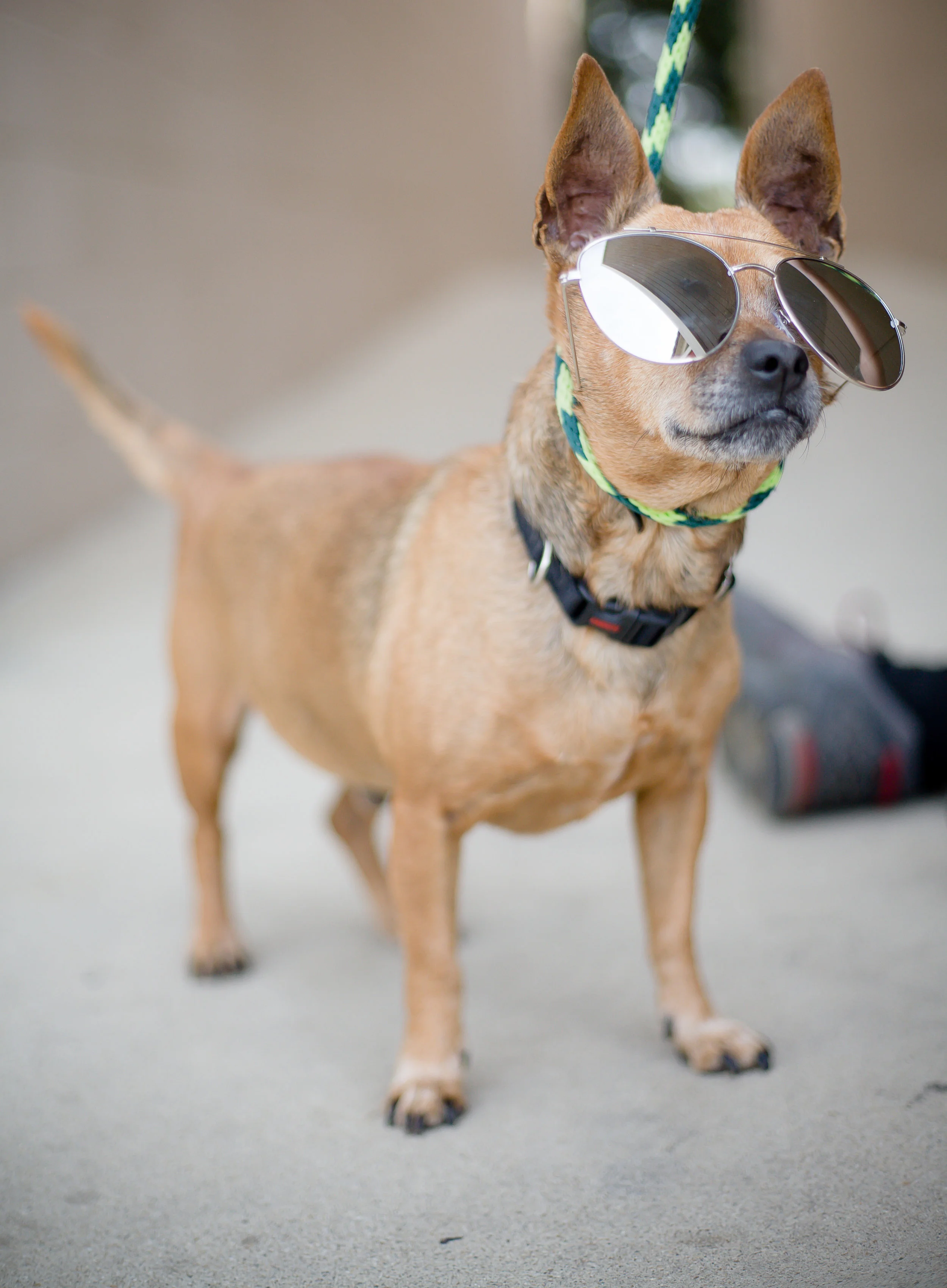 Pets-19.jpg
