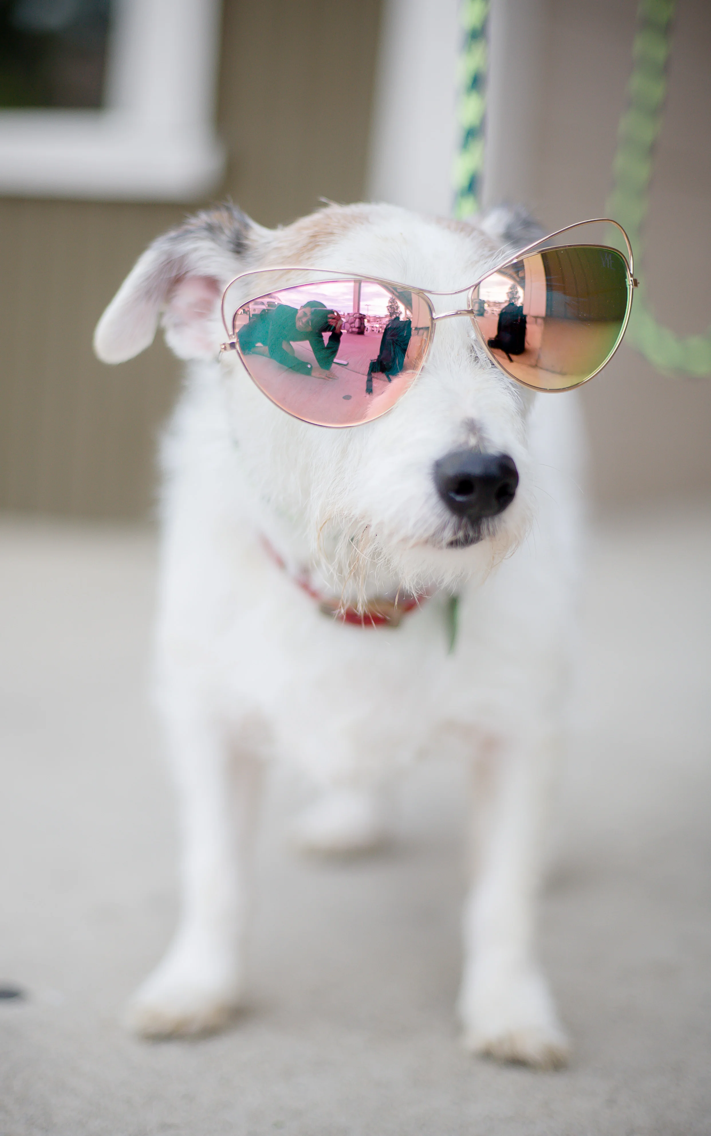 Pets-13.jpg