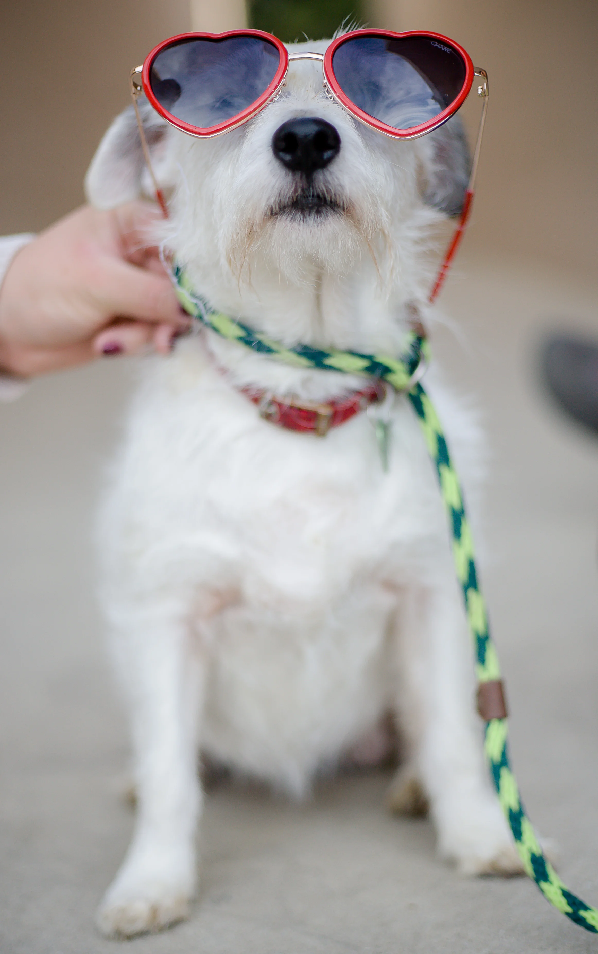 Pets-10.jpg