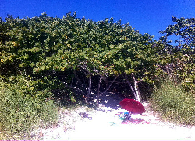 Luxurious beach spot, all natural. 