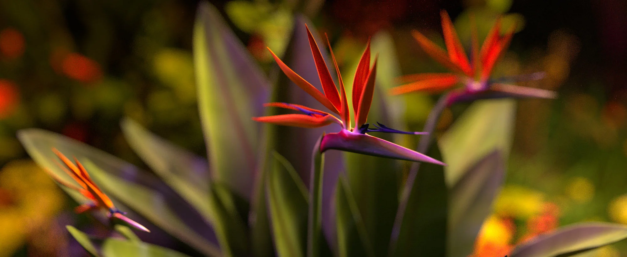011020_Garden_closeup02.jpg