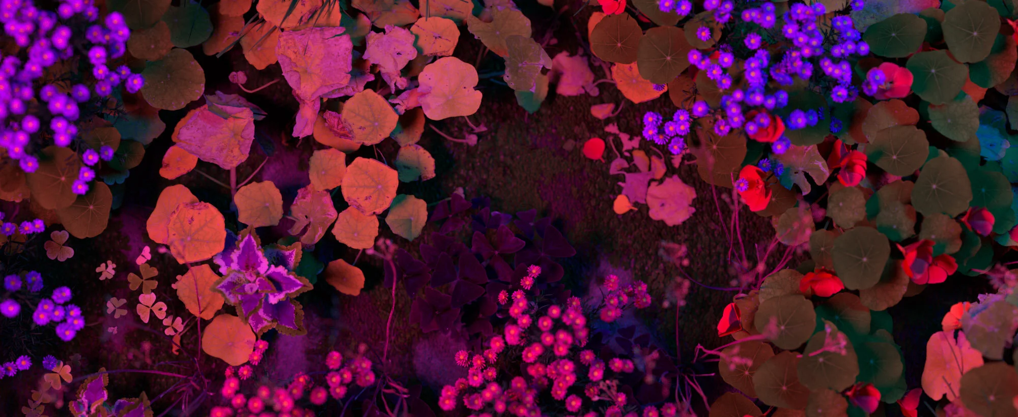 011020_Garden_closeup04.jpg