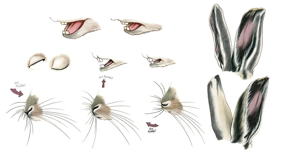 rabbit+animation+rough+05.jpg