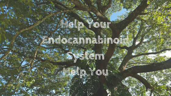 Help Your Endocannabinoid System Help You 