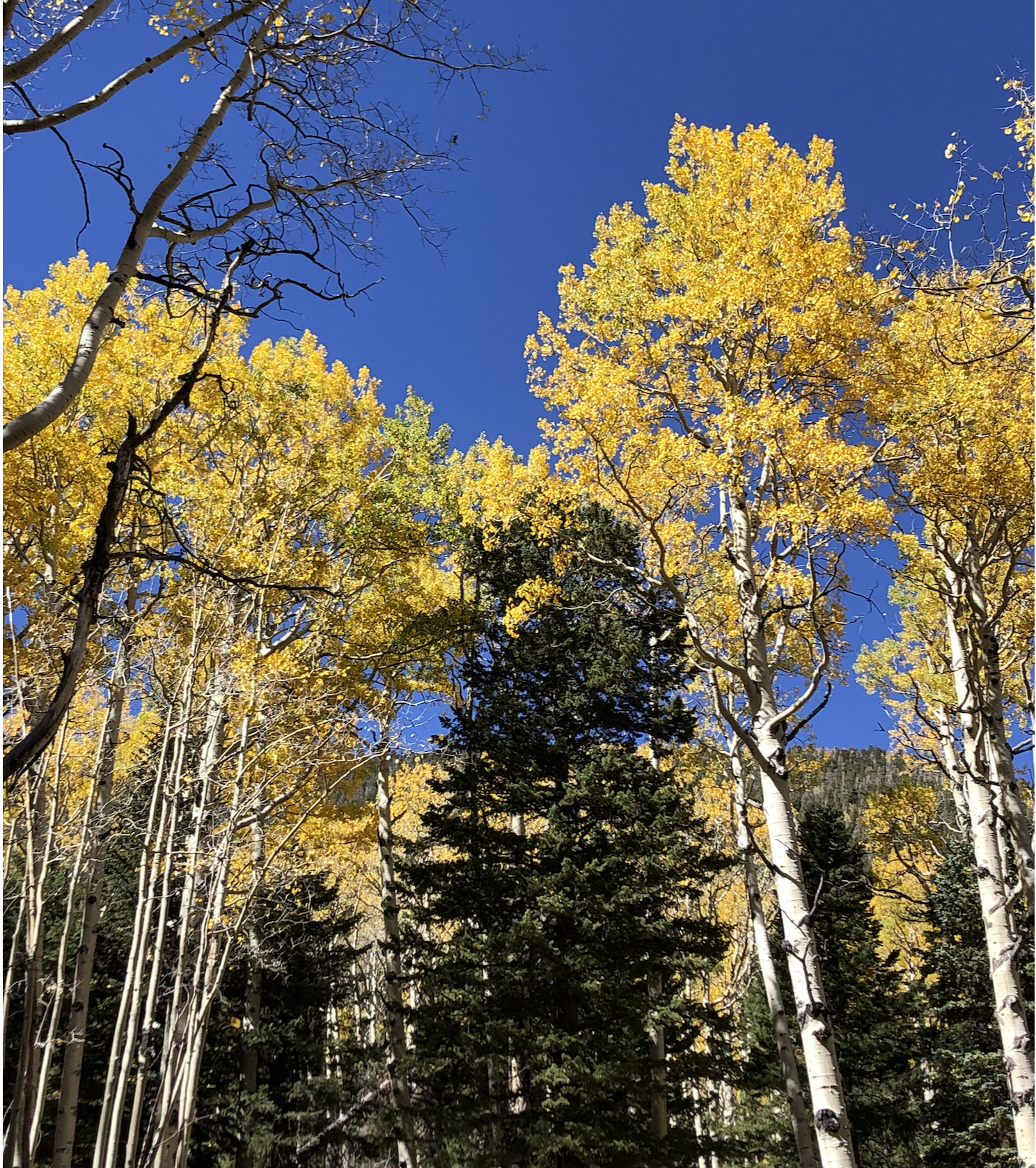 Finding Flagstaff