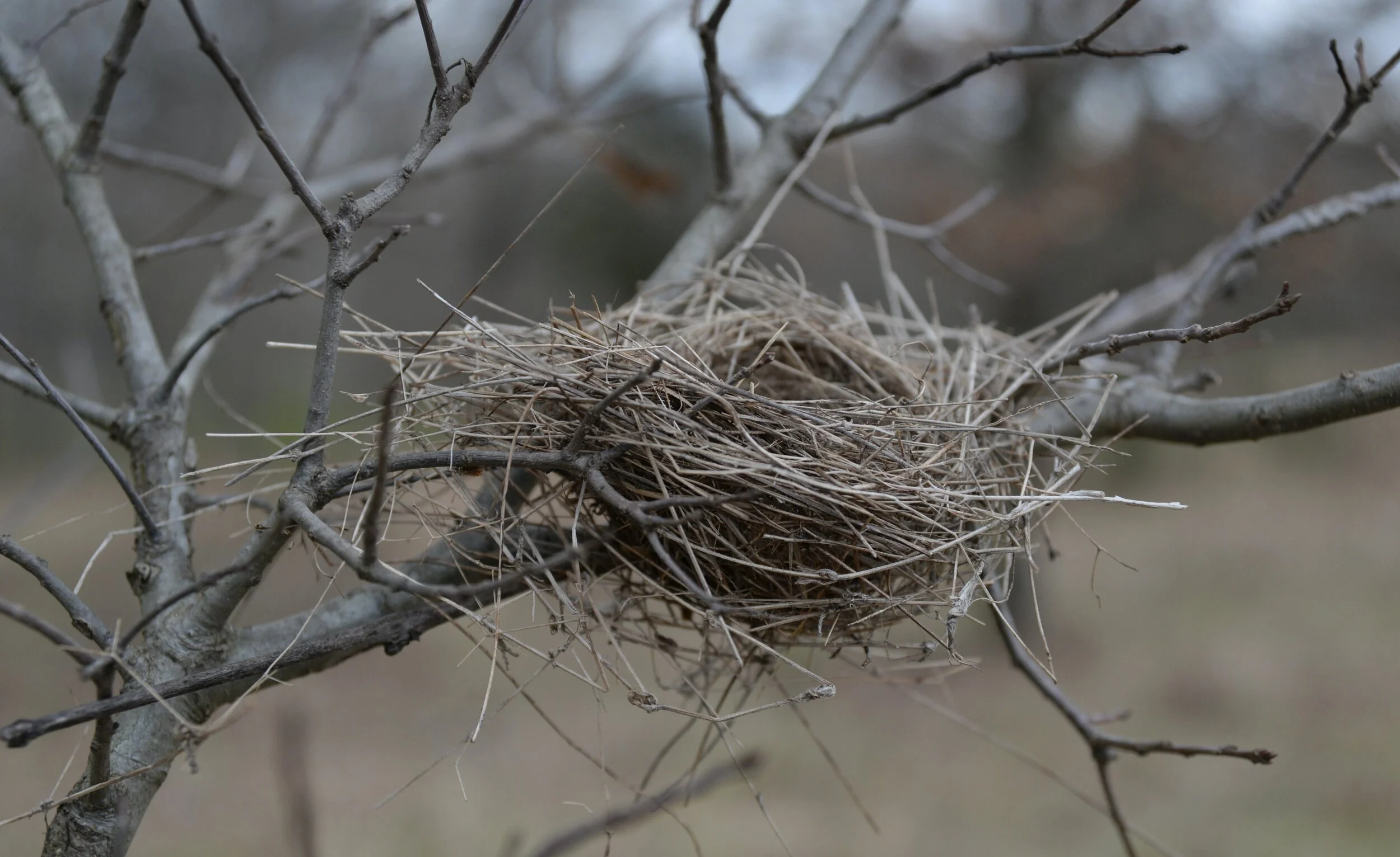 As the Empty Nest Approaches…