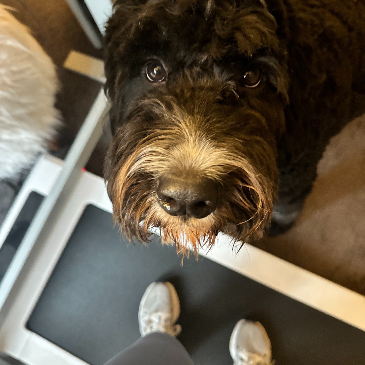 Wittle Wilson hopes you're having the bestest Monday. 

Also, this is me posting a post. Not a story, not a reel, just a regular old post because they deserve love, too. 

Let's bring back the simple post, shall we? We deserve simple.

#thegoodoldday