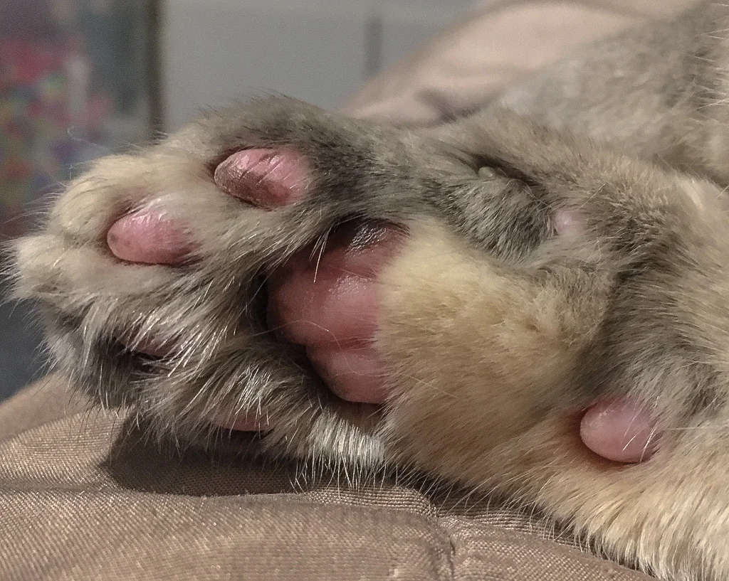 November, 2016 - Cat Paw, Kirkland, WA