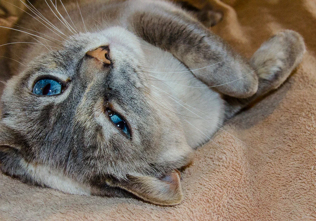 March, 2015 - Shiloh, Posing - Kirkland, WA