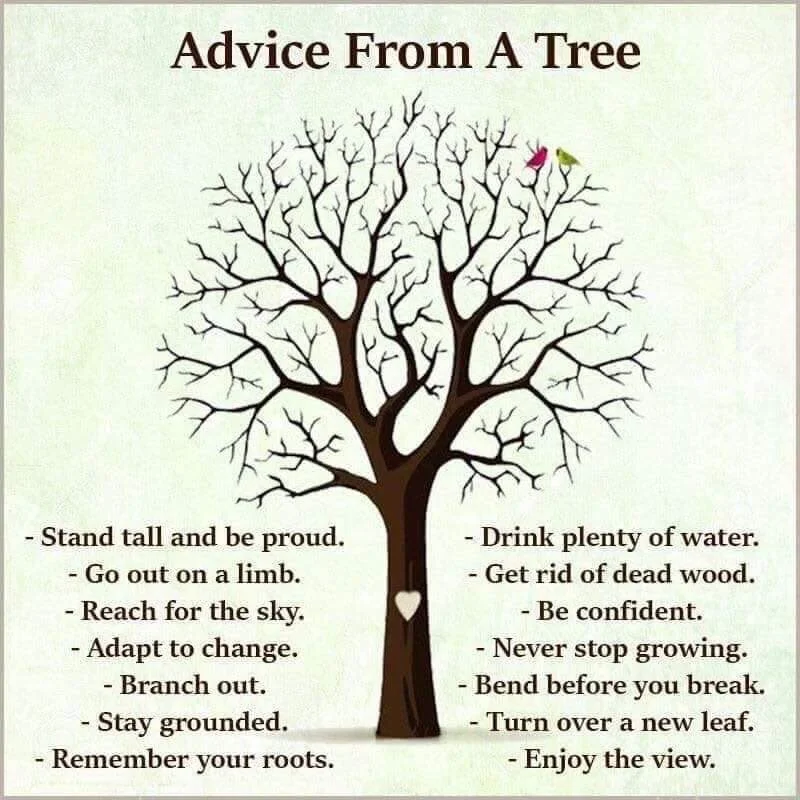 Advice From A Tree