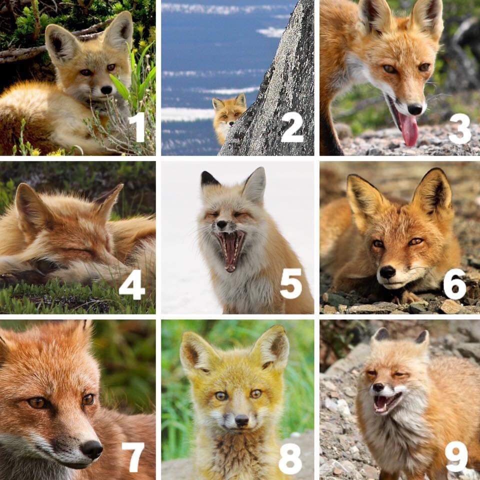 Which fox are you today?