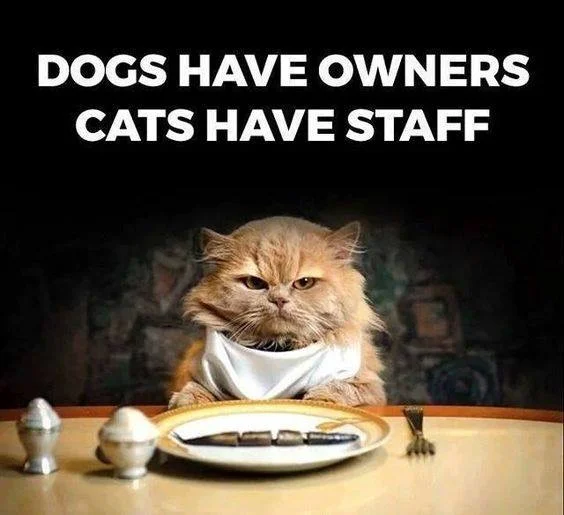 linda catErs to Demanding Pets