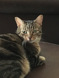 Lulu