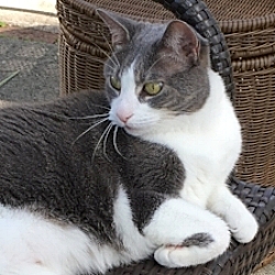 Pixel