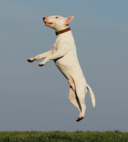 Leaping Lizards! you need this energy on command!