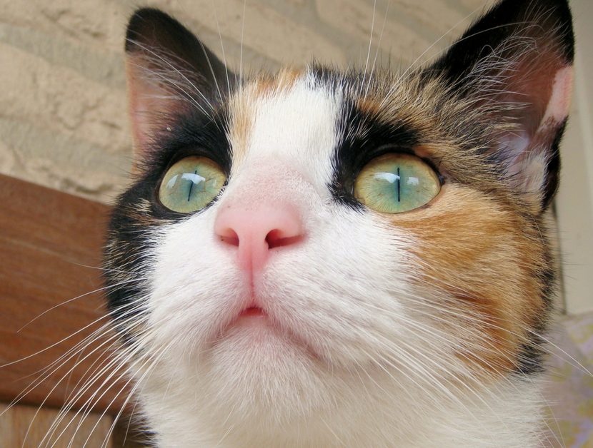 WT Cat calico.png