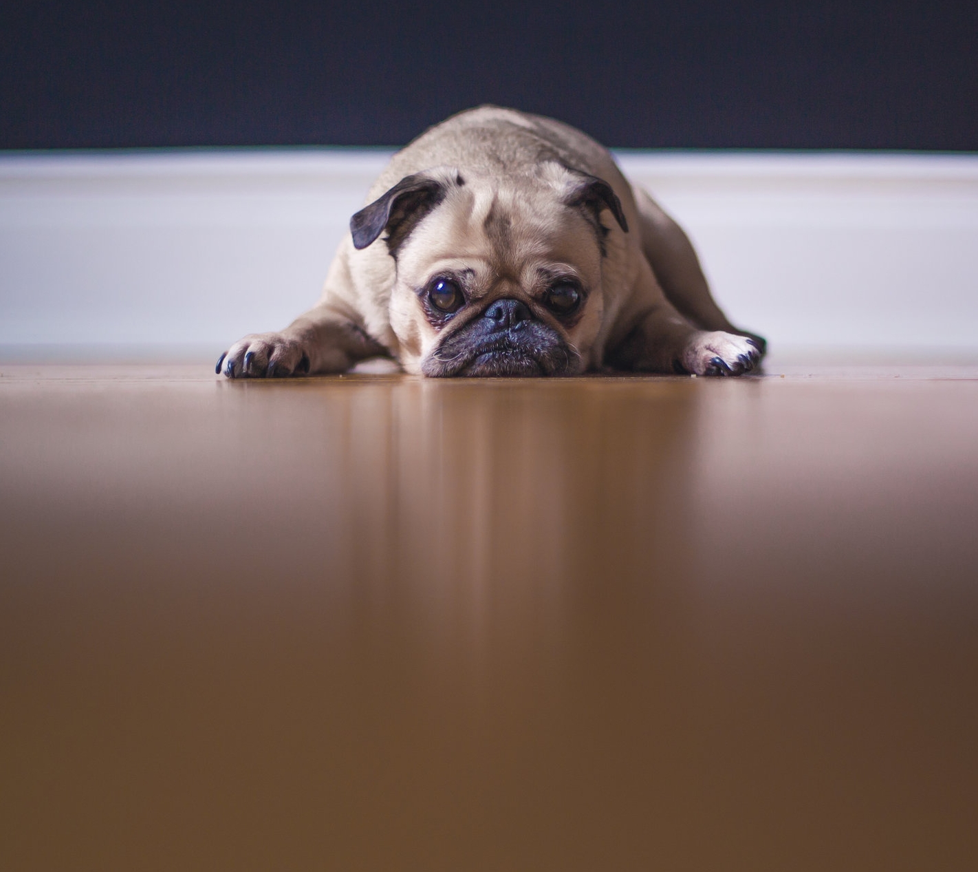 WT D pug.jpeg