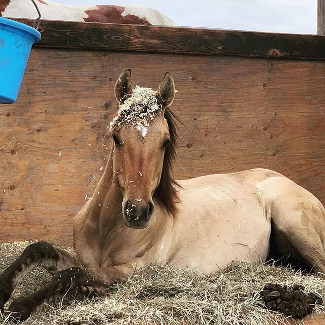 I went out to find Cee Cee taking a snooze. I was trying to sneak up on her to take a photo! Sorry girl, I didn’t mean to wake you from your #beautysleep! #bedhead @rosemartinez13