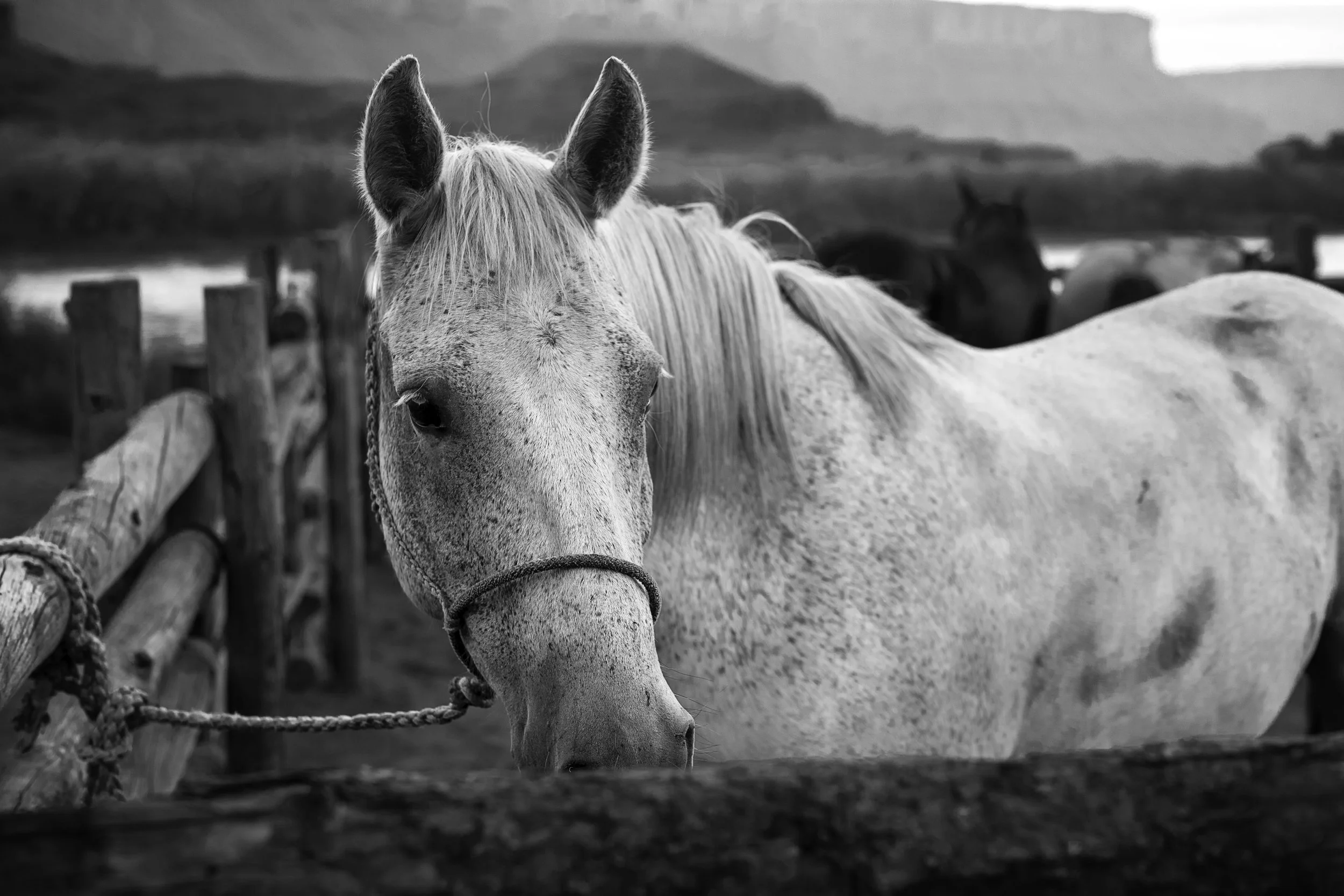 Horizon, The American Saga (Personal)