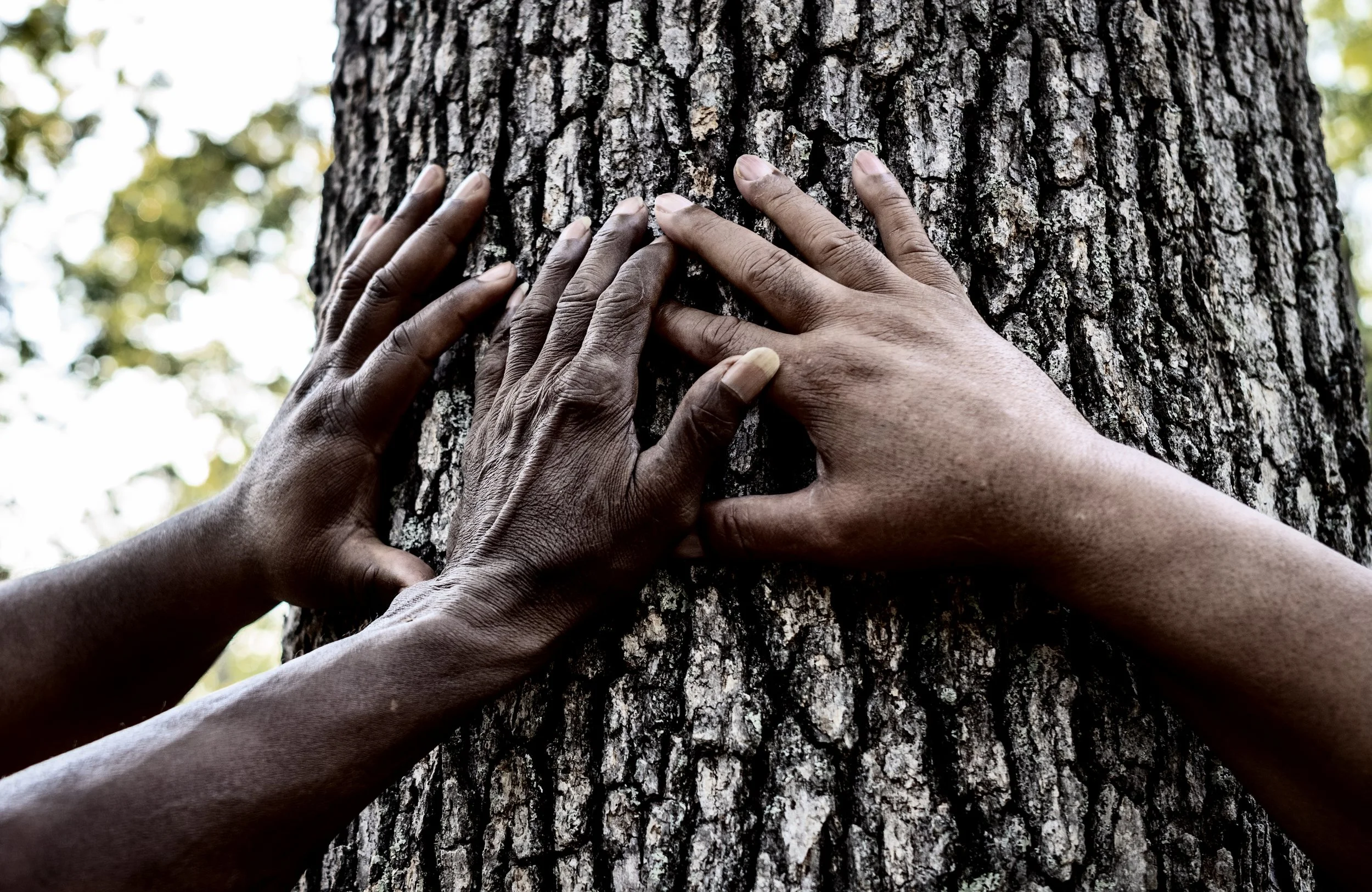 GeorgeFam__Color_WitnessTreeHands_L1000364-1.jpg