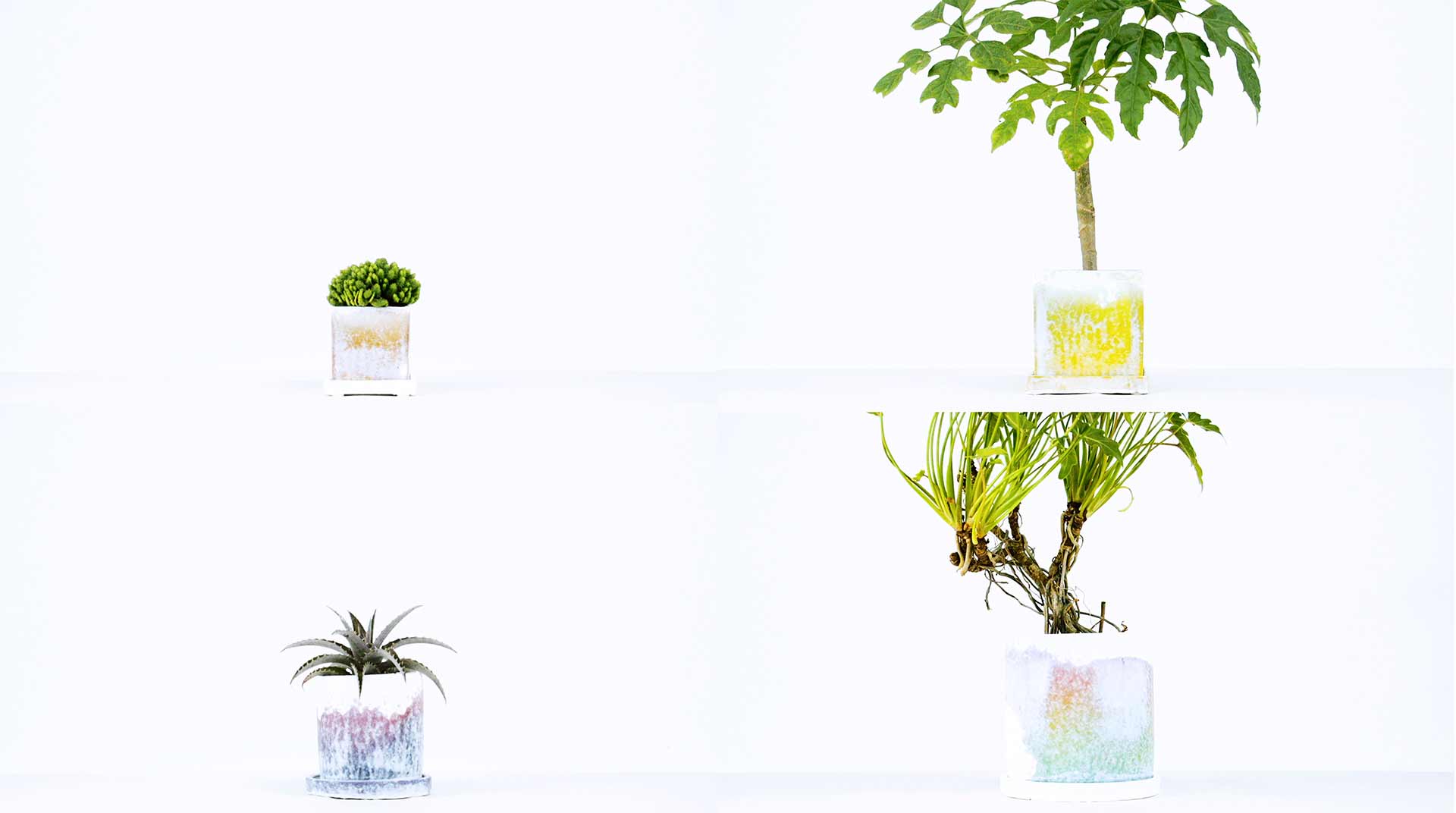 The length of time it takes for a plant pot to dry depends on a few conditions but from what I have seen it usually takes about 3 to 7 days for a pot to return back to it’s original white colour state. The process of drying results in different patterns and expressions of change to that when water is applied. It’s as if there is a kind of dialog happening between the plants and us.