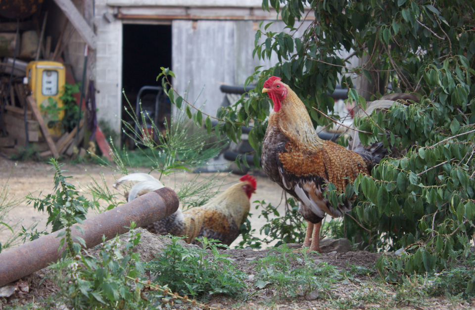 Screen Shot 2017-02-04 at 11.27.21 AM.png