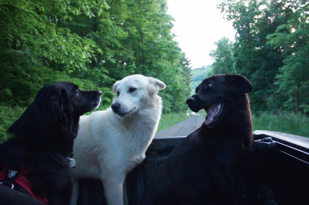 mick.dogs.talking.png