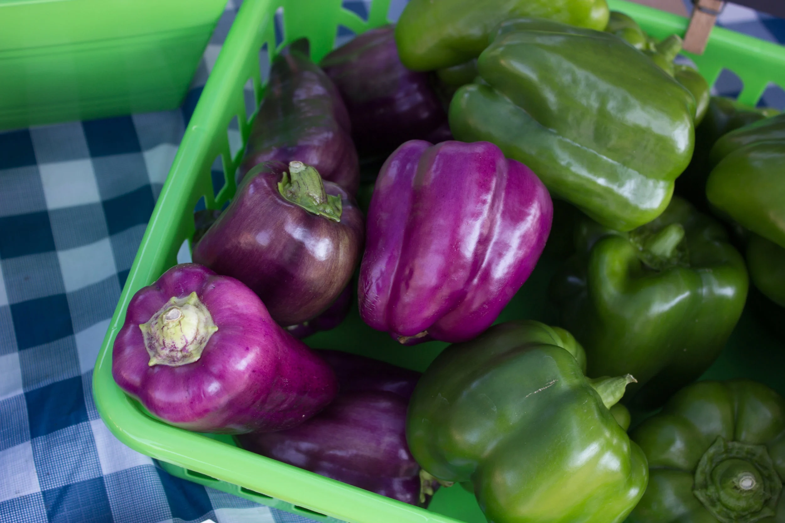 VeggieSNAPs-144.jpg