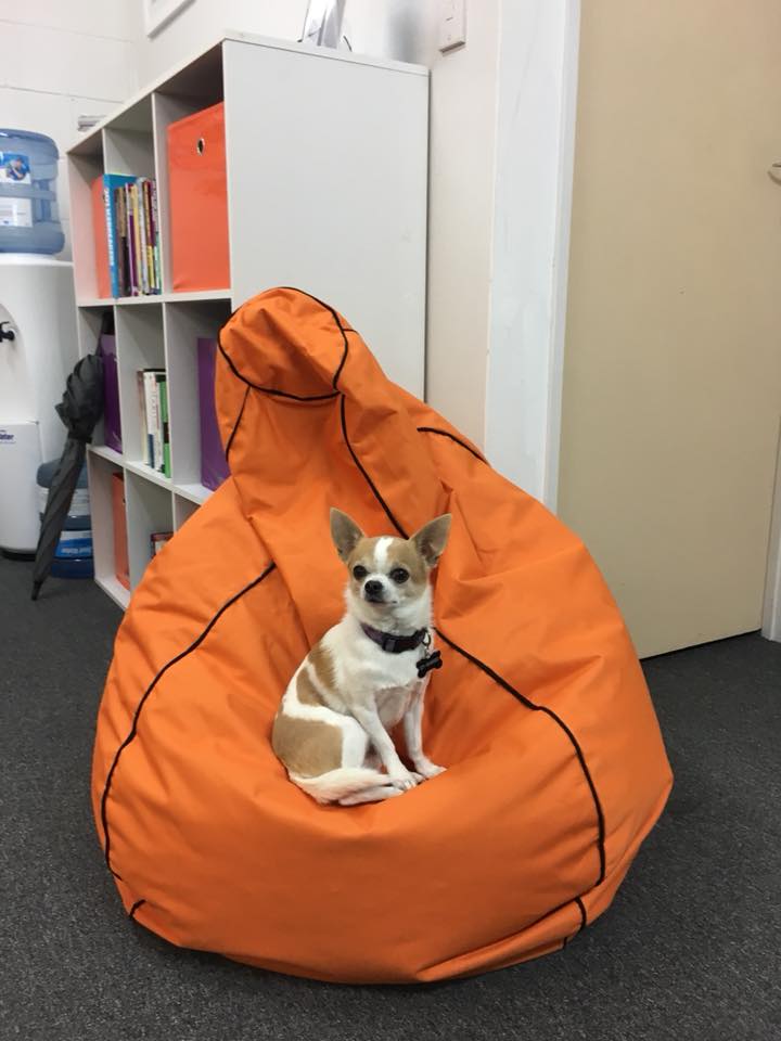 Leo enjoying the bean bag