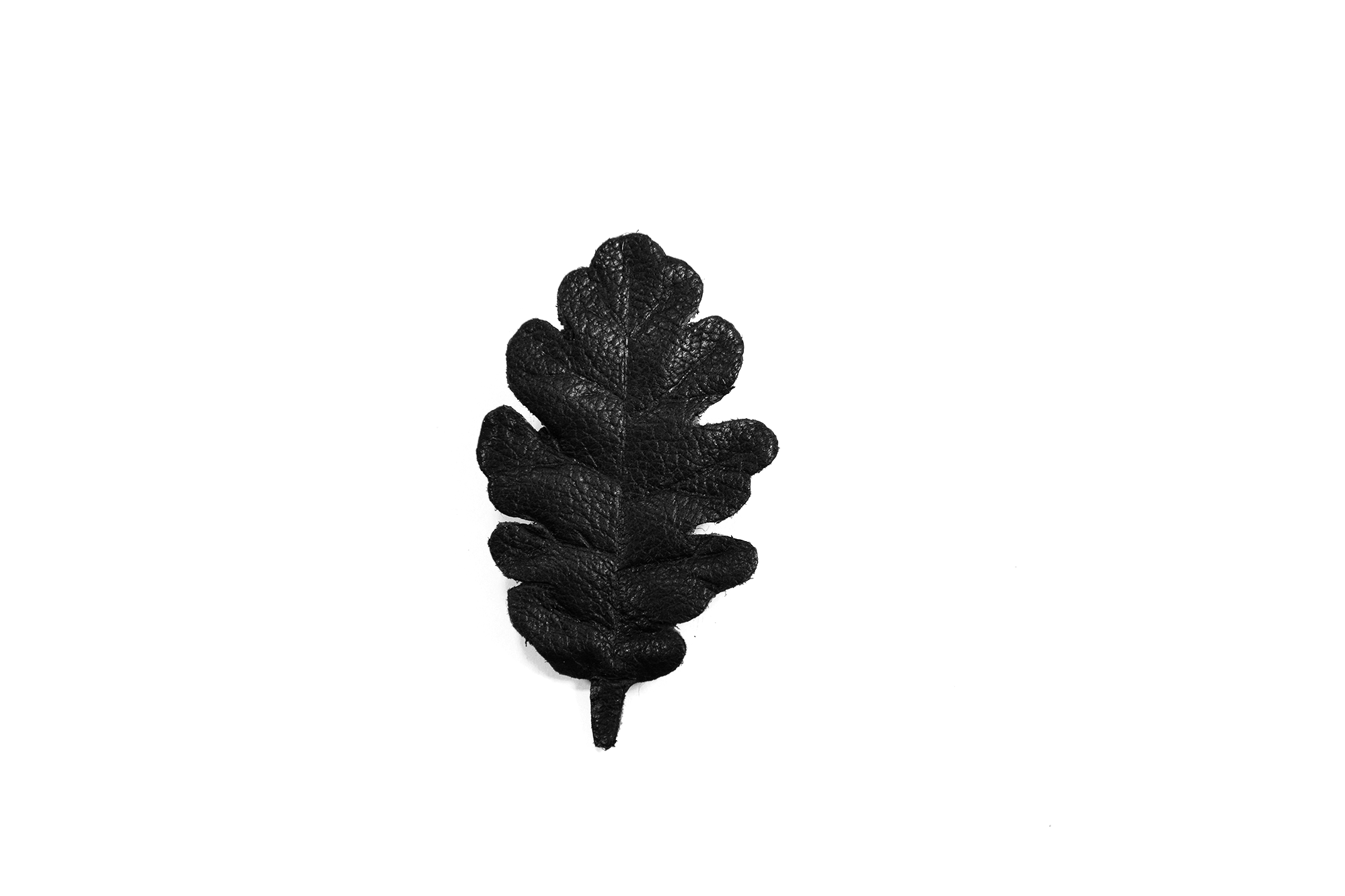 blackleatheroak_2.png